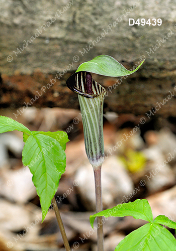 Jack-in-the-pulpit (Arisaema triphyllum)